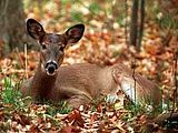 deer-fall.jpg image by beth141200